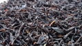 Azorský  černý čaj  Orange pekoe