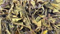 BÍLÝ INDICKÝ RARITNÍ NILGIRI PEONY