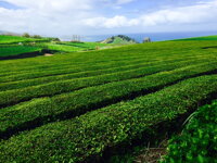 Čajová plantáž Azory v Atlantiku